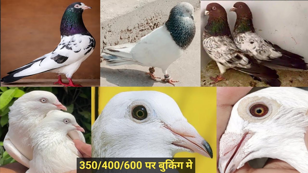 25/2/26/ 200% असली पंजाबी लाल छतरी वाले गारंटी के कलकत्ता ब्लडलाइन मंद्रासी कल्दुमे 350/400/600 पर 