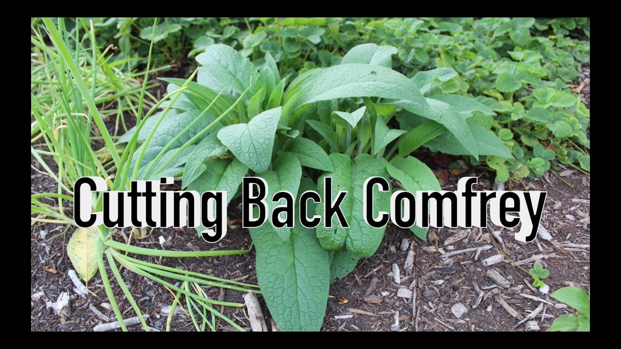 How To Cut Back Comfrey