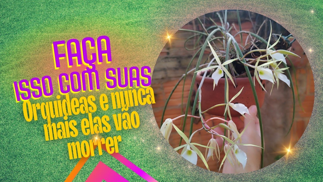 Nunca mais vai perder suas orquídeas fazendo isso