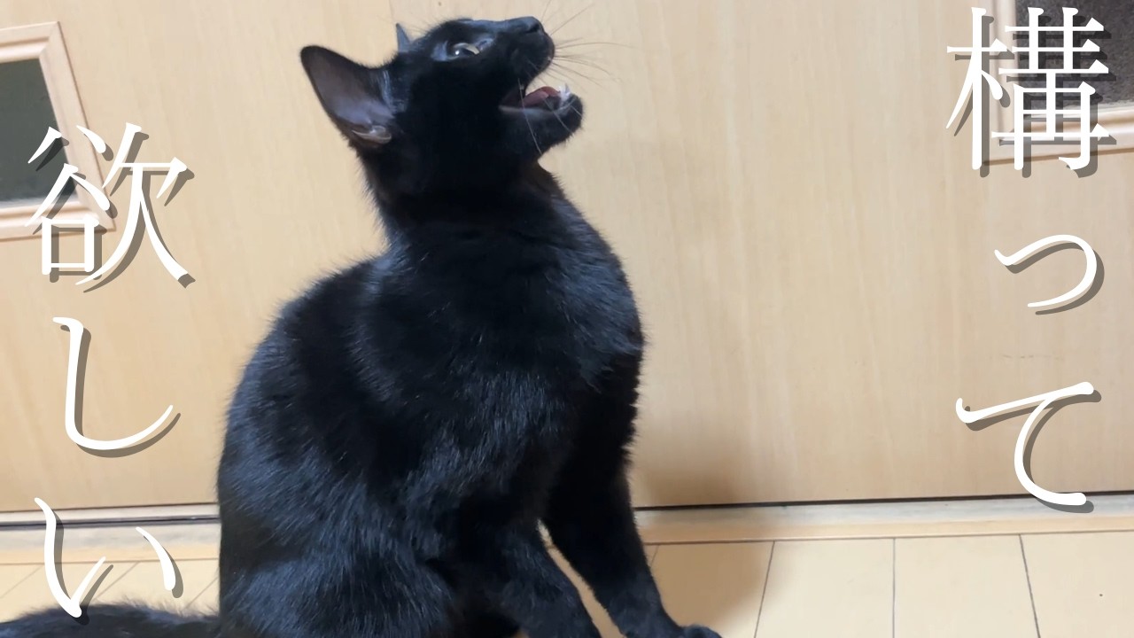 【かまって～】主にどこまでもついてくるくろねこがかわいい