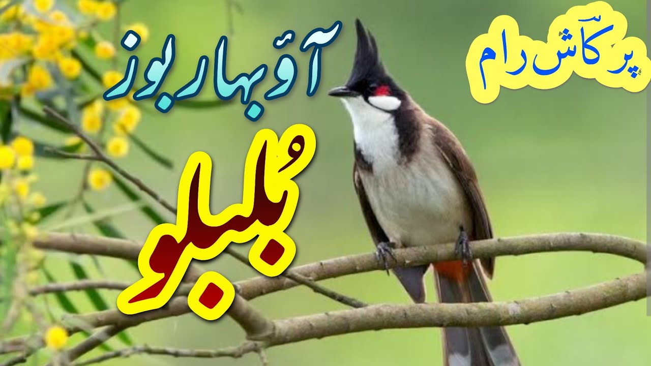 Aav bahar +Aashe Walen gashe [] Prakash Raam []@Kashmirimusictube-MMS