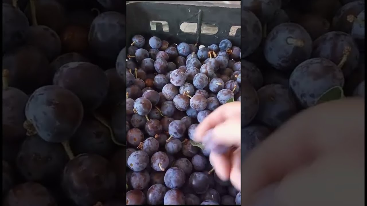Qışa Hazırlıq - Evdə Asan Və Tez Başa Gələn Yay Təravətli Göyəm Sirkəsi Və Göyəm Kompotu