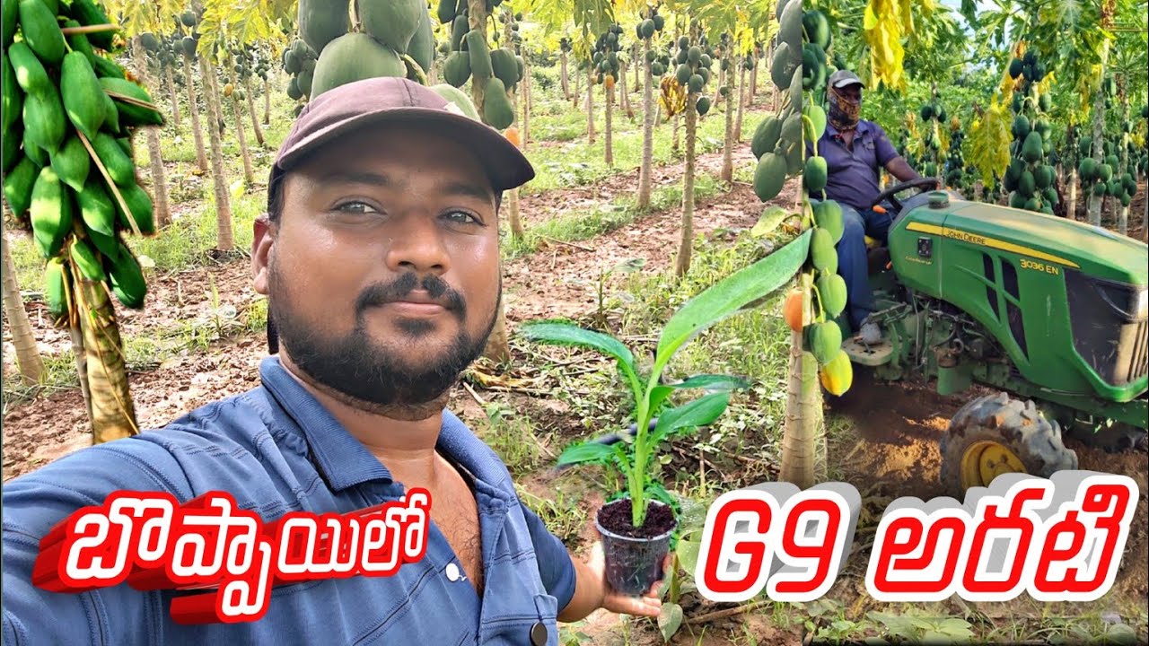 బొప్పాయిలో టీష్యూ G9 అరటి మొక్కలు పెట్టాము 