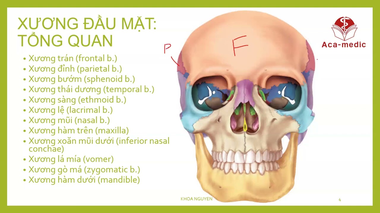 Bài 16 - Hệ xương: Tổng quan về xương đầu mặt & Giải phẫu các xương đầu