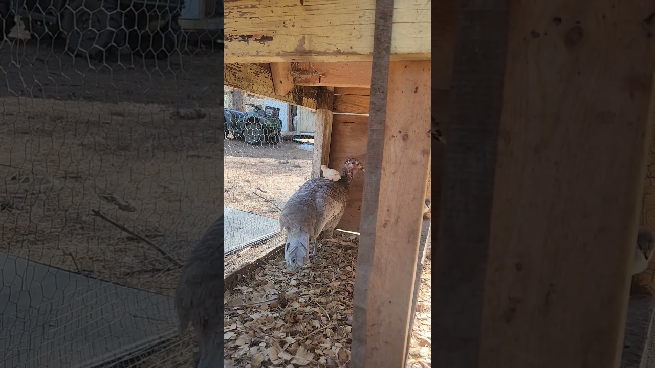 Because We Can #tinyfarm #birds #chicken #farming101 #homestead #homestead #farmlife #turkey