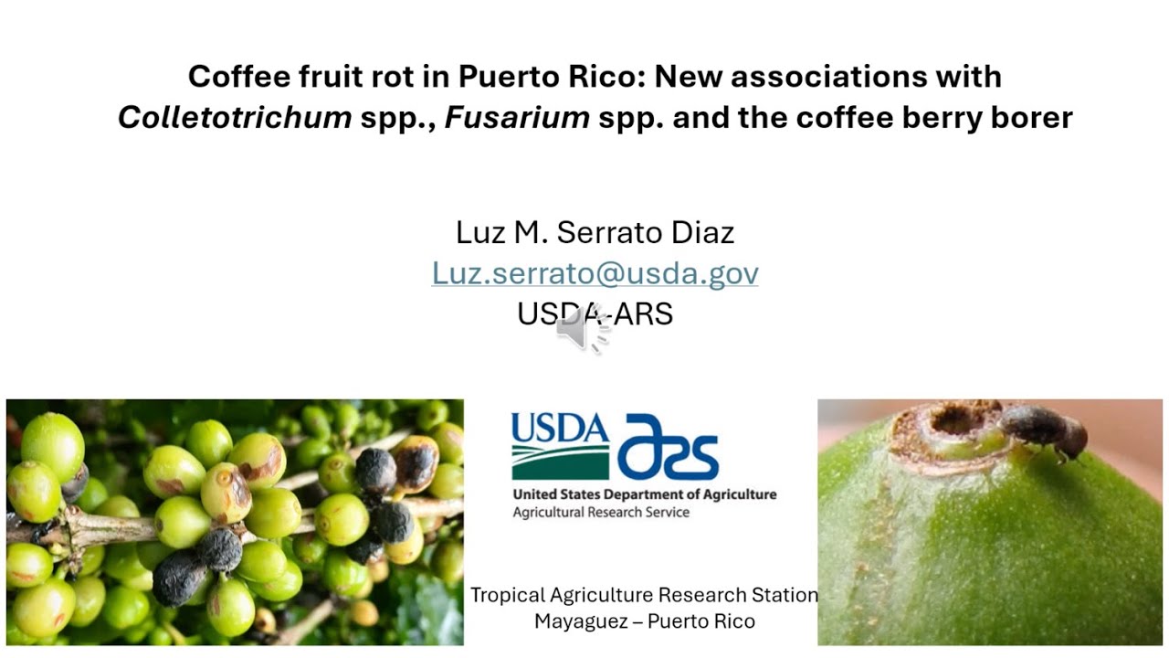 Coffee Fruit Rot in Puerto Rico: New Associations w/ Colletotrichum spp., Fusarium spp., and the CBB