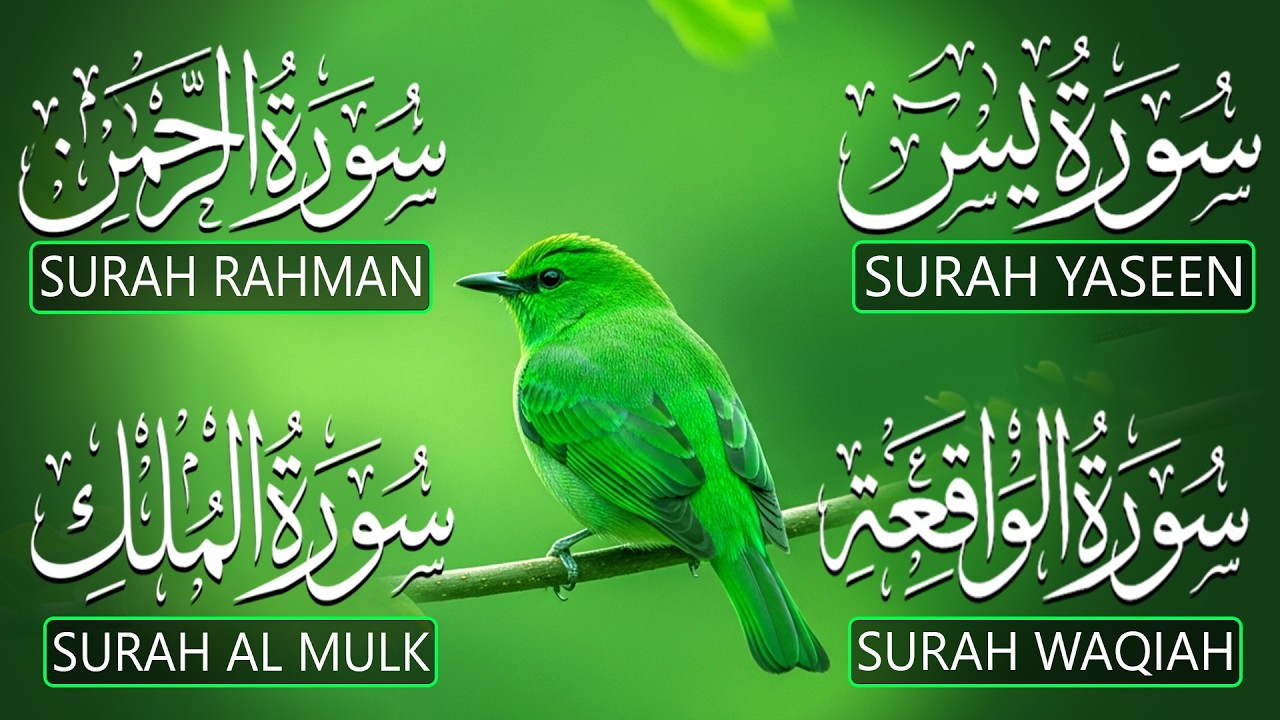Magical Recitation Surah Yaseen (Yasin) | Surah Rahman | Surah Waqiah | Surah Mulk | By Alaa Aqel