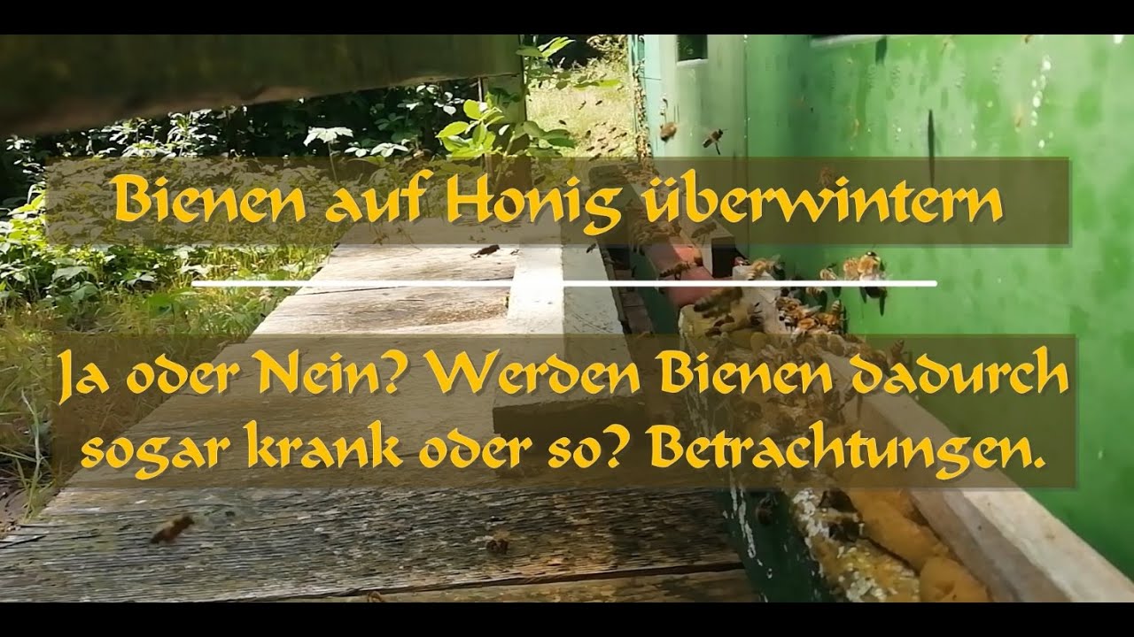 Bienen auf Honig überwintern bzw. einfüttern - Ja oder Nein? Sogar schädlich? #imkern #bienen #bee