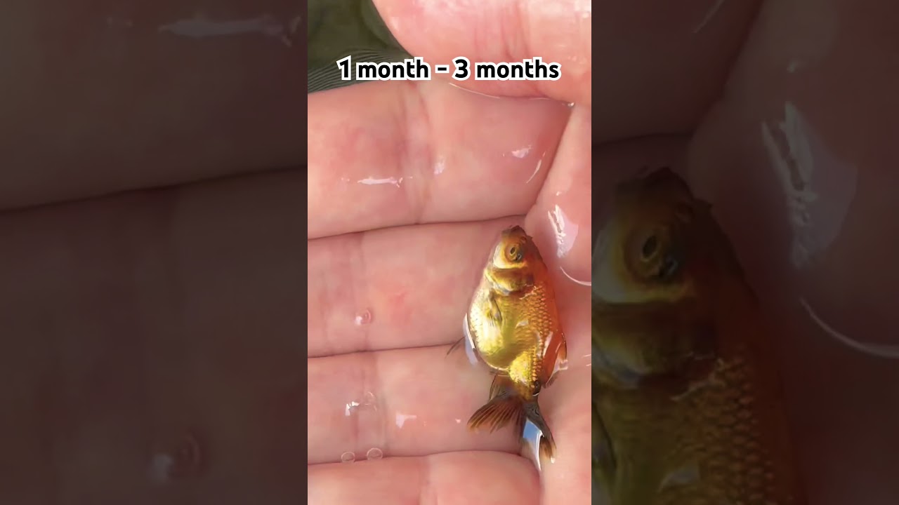 Baby goldfish from 1 month old to 3 months old