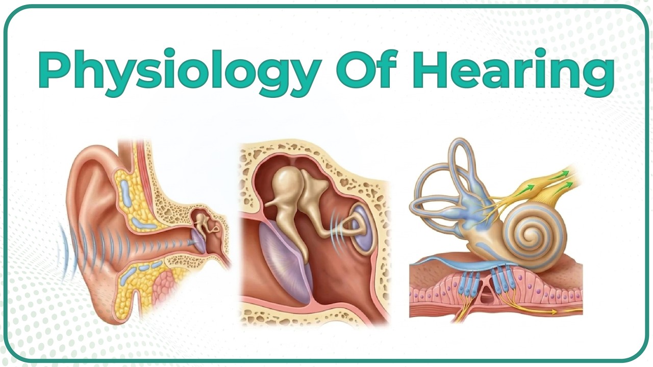 Physiology Of Hearing Animation👂Understanding the Sound Journey 🎶