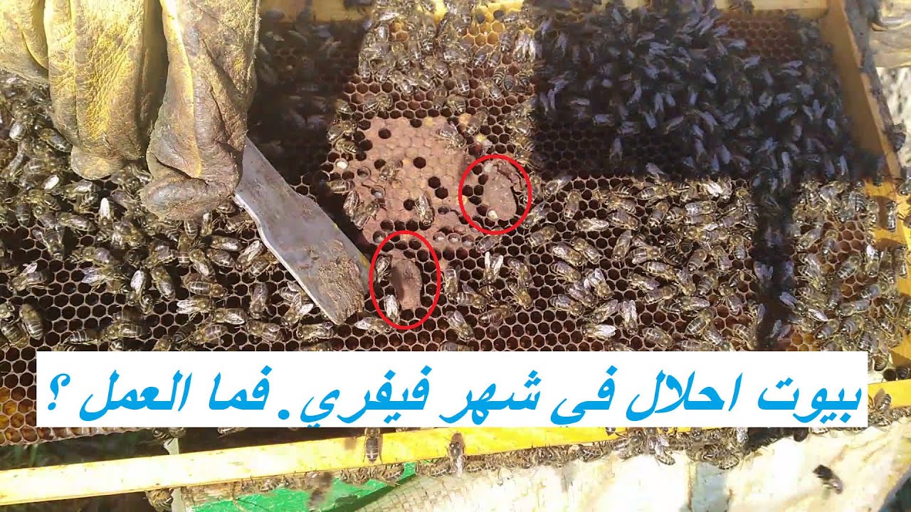 كيف نتعامل مع خلية بنت بيوت احلال في شهر فيفري ؟