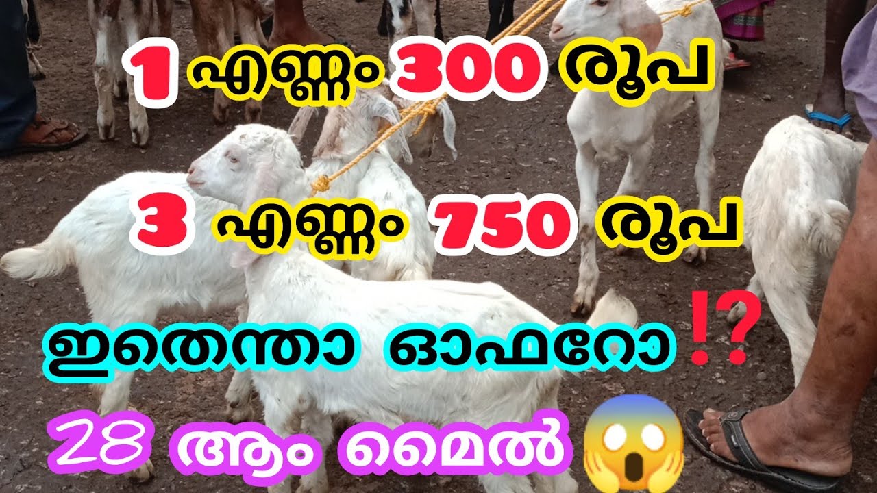 ഞാനും വാങ്ങി 3എണ്ണം ആടിനെ വാങ്ങാൻ ആളില്ല #goatmarketkerala #anwarvlog #anwarkeralapothvalarthal