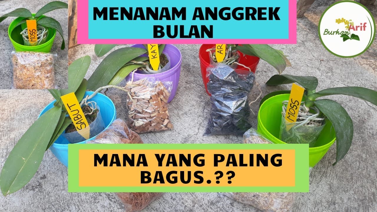 Update Menanam Anggrek Bulan di Berbagai Media Tanam. Mana yang paling bagus?