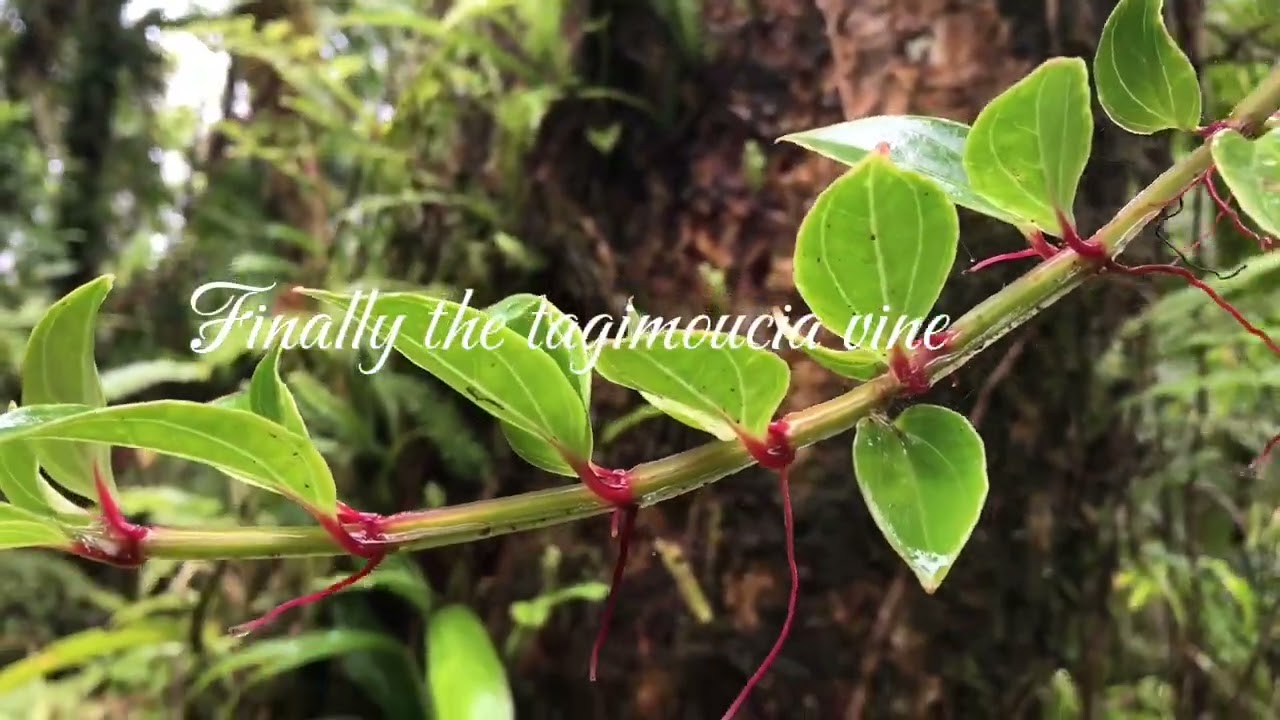 UU204 Matai Creative Product. The hike to the Tagimoucia site.