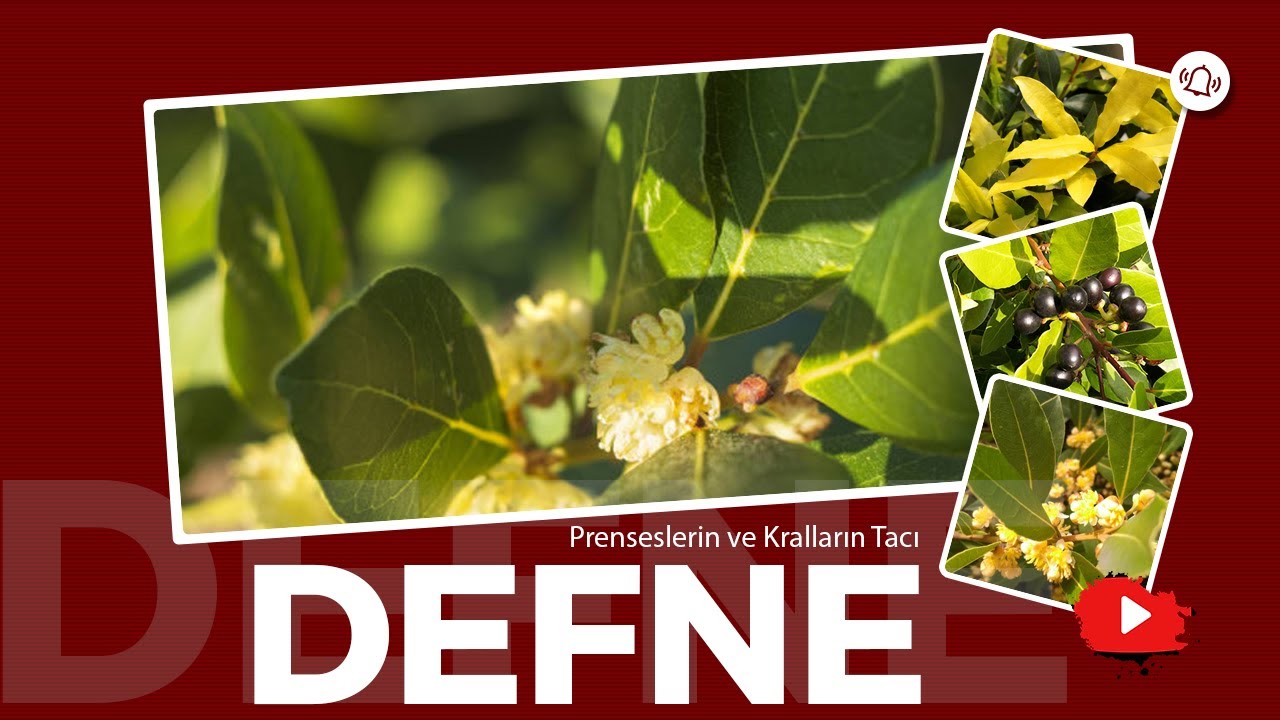 Prenseslerin ve Kralların Tacı: Defne Ağacı (Ne Yapılır, Nasıl Yapılır)