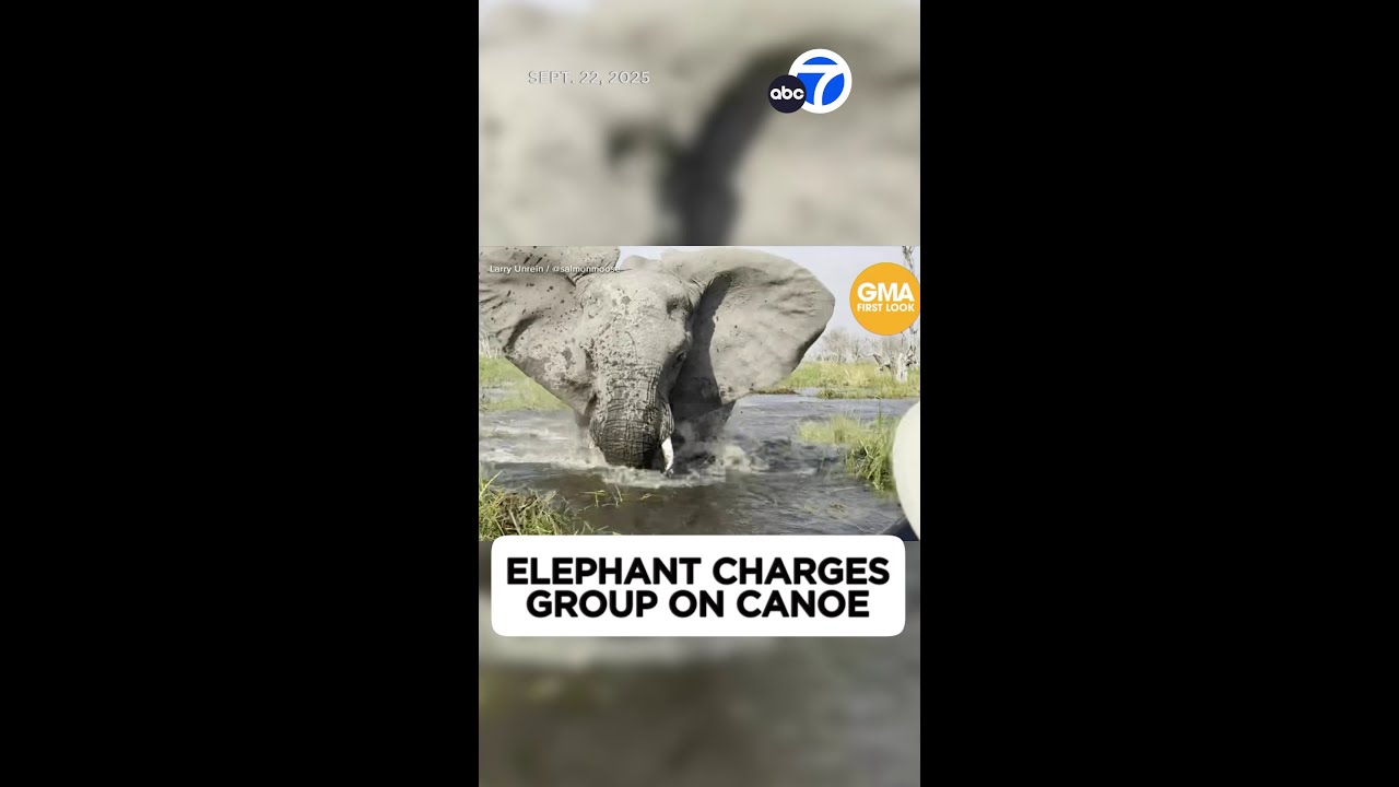 Elephant charges at tourists on canoe, flipping it over