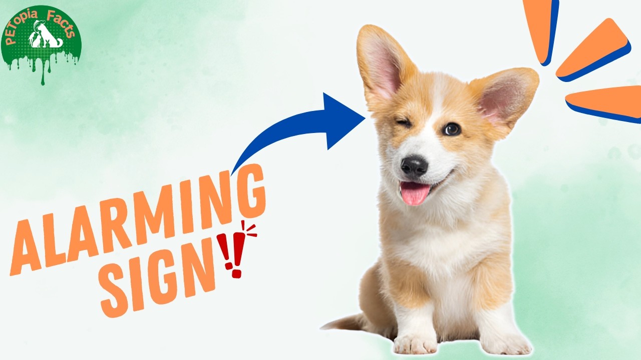 5 Reasons Why  your Dog winks at you|#dogwinking#winking