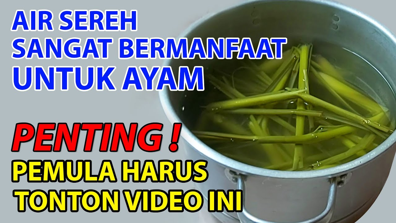 CARA MEMBUAT AIR SEREH UNTUK AYAM DAN MANFAATNYA