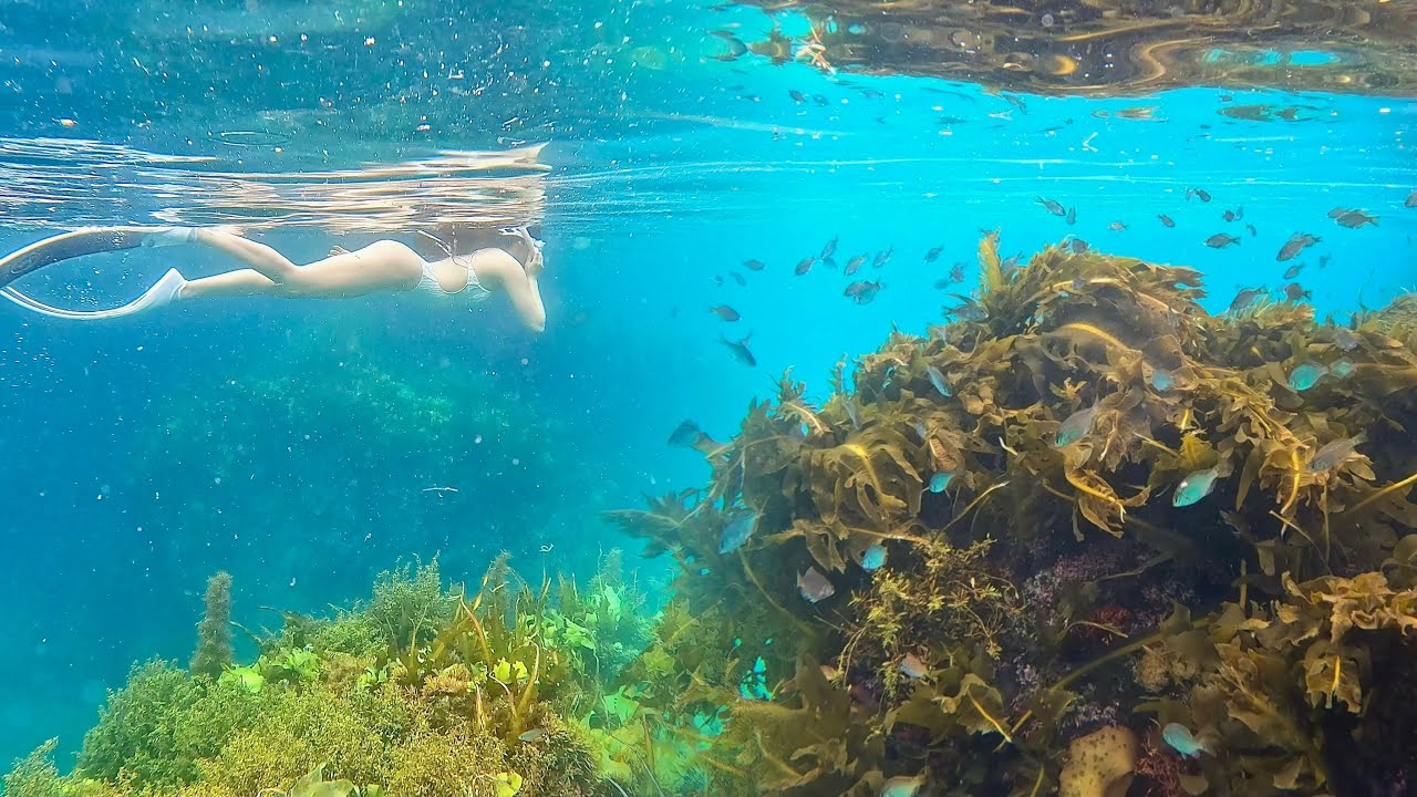 삼척 Ep3. 이런 바다는 처음이자나,,🥹🌊 추암 촛대바위 스노클링🐠💚 | 쏠비치삼척•삼척해수욕장•오션플레이 강원도 프리다이빙 여행 vlog🐟