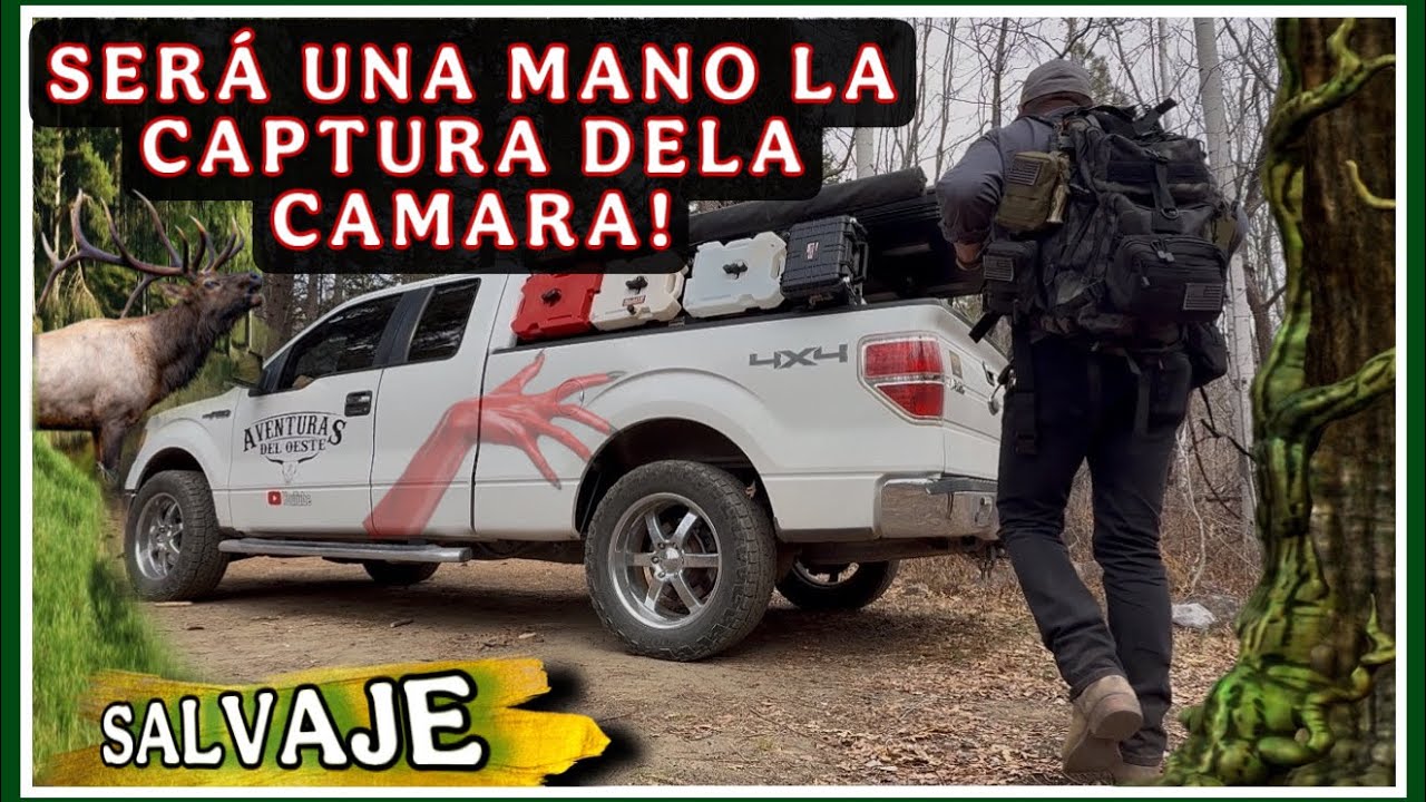 AVENTURA 514 VIDA SALVAJE EN EL BOSQUE CAPTADO POR CÁMARAS DE SENSORES
