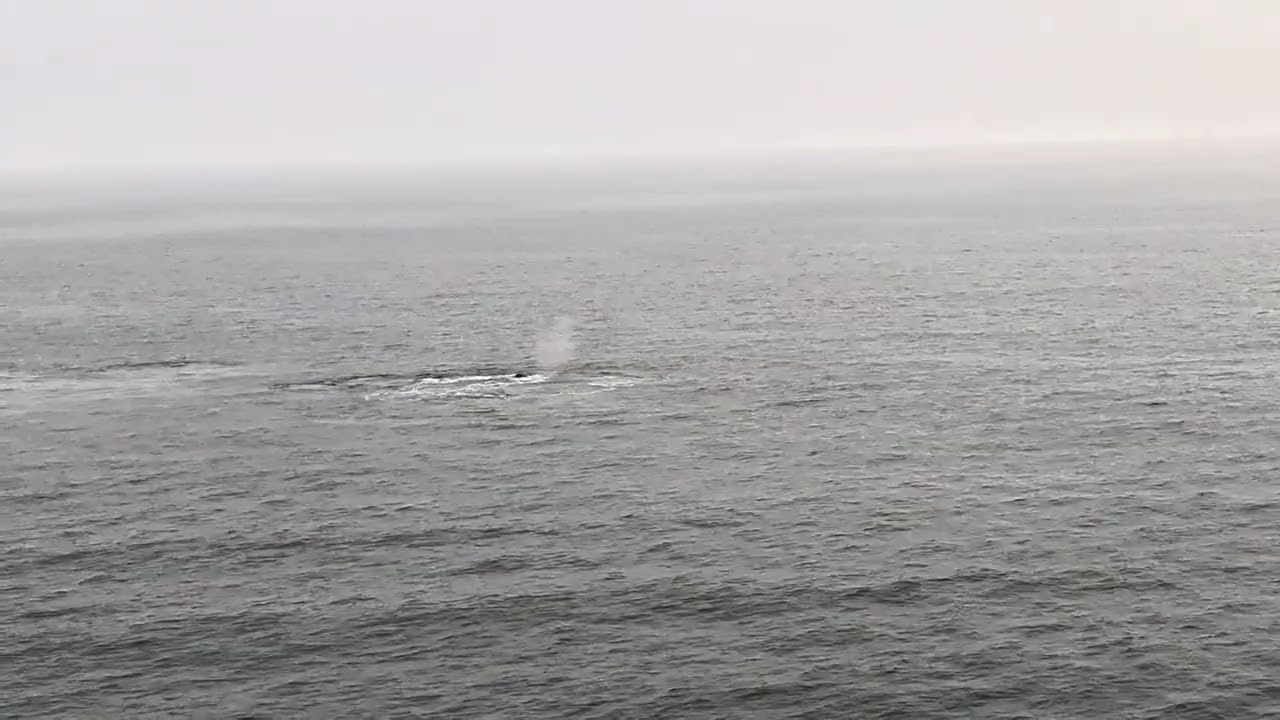 Seeing whales from the ship 1/19/26 night 
