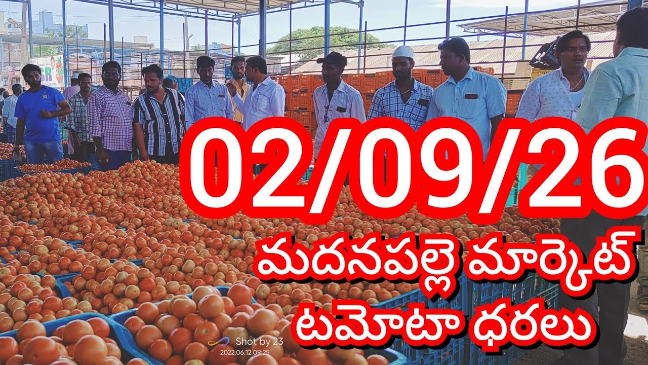 09-02-26 Madanapalle Tomato Market Price Today || Today&rsquo;s Tomato Market Rate in Madanapalle #today