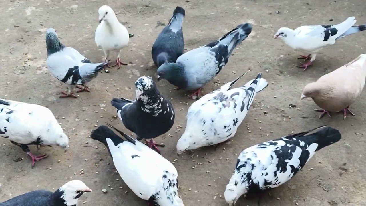 Hamne pakda nya kabuter dakho sab/