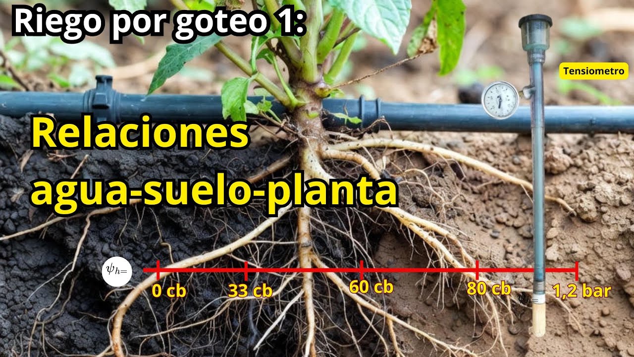 Riego por goteo 1: Las relaciones suelo - agua - planta.