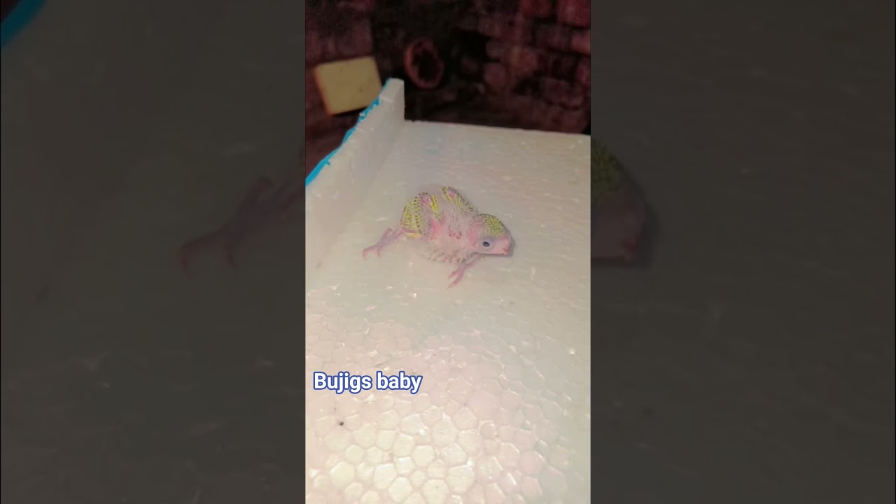 budjigs. Bujigs baby. bujigs parrot #birds #parrot #budgies #baby