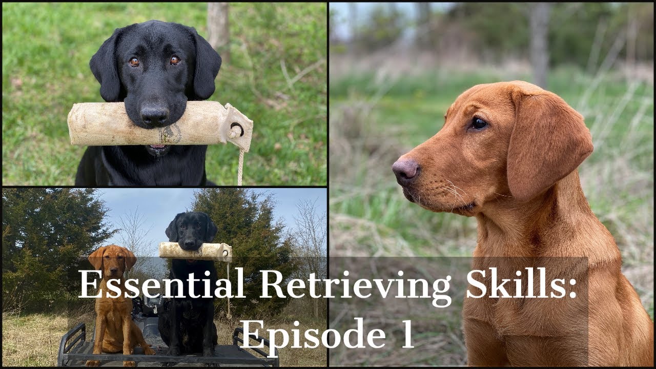 Labrador Retriever | Essential Training Skills Episode 1