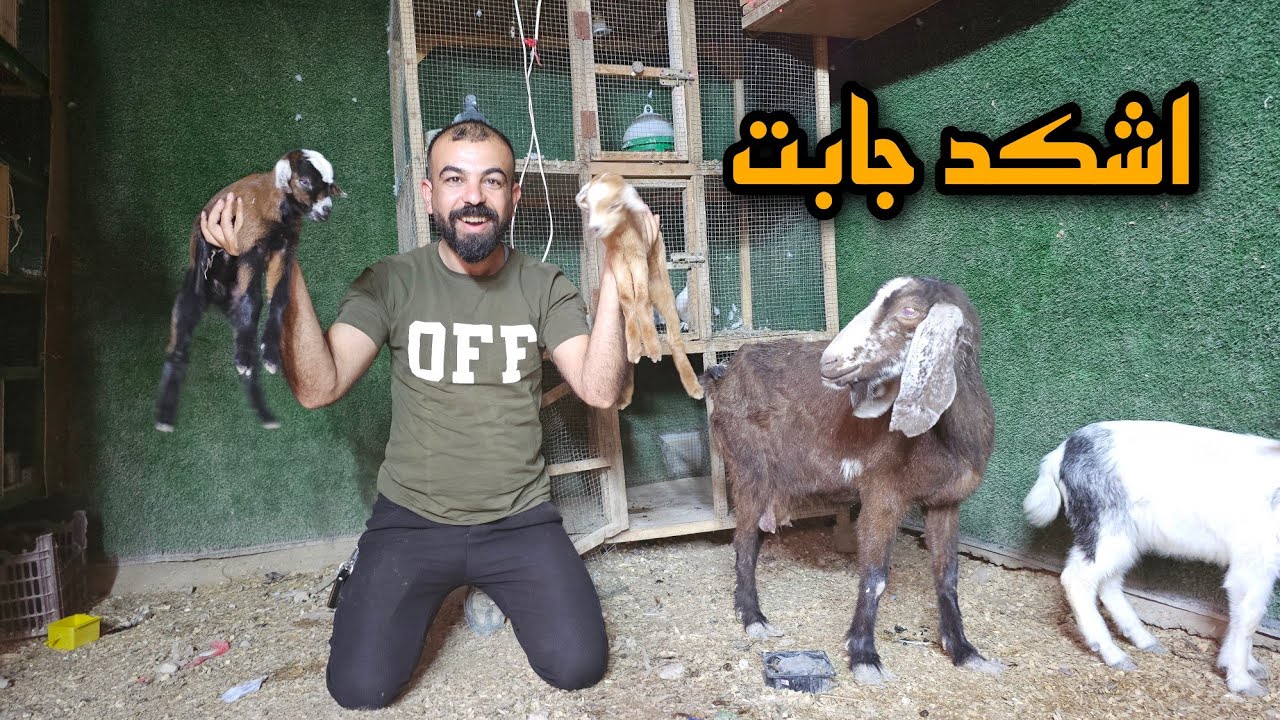 سعيده جابت وتكفلت بمزرعة محمود. السبب 😔؟#ارام_موسى 
