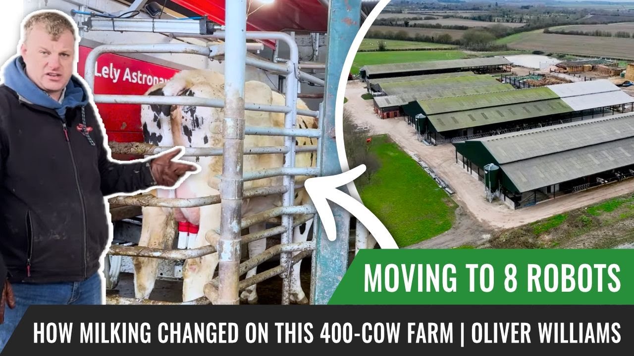 Moving to 8 Robots How Milking Changed on This 400 Cow Farm  Oliver Williams