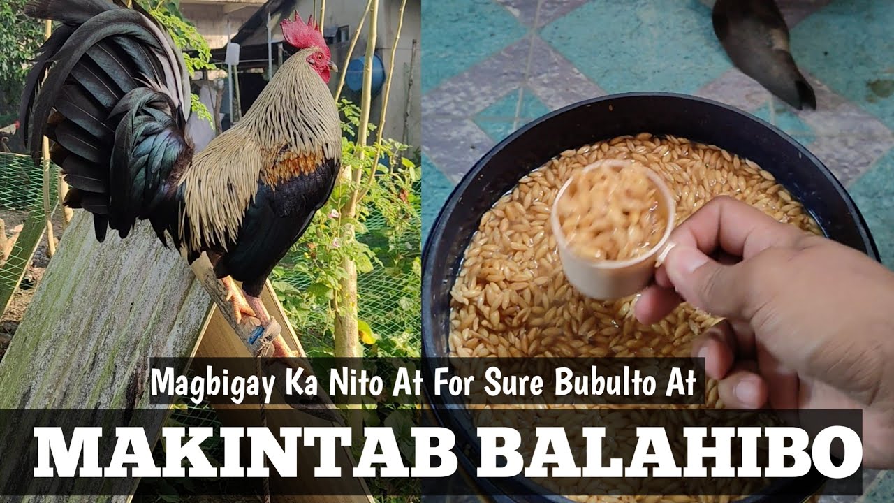 Magbigay Ka Nito Bubulto Katawan At Kikintab ang Balahibo | Naglalangis Sa Kintab | Peejay Vergara 