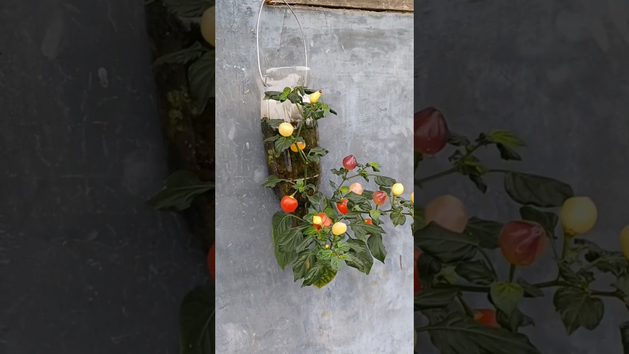 cabe gantung terbalik #shorts dunia terbalik #cabe #botolbekas