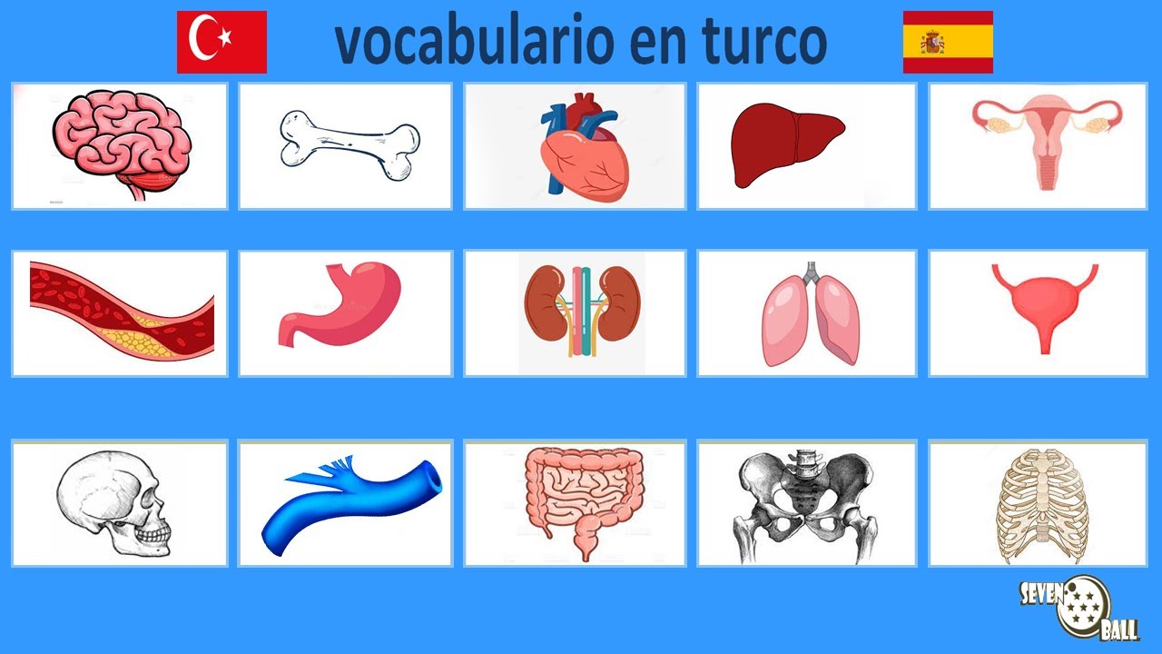 clase de turco - partes del cuerpo en turco
