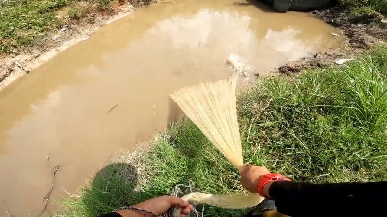 Dasyat Menjala Tali Air Sawah  Hasil Padu Luar Biasa Ada Gorgon s452