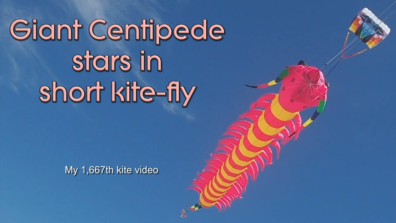 Giant Centipede stars in short kite-fly
