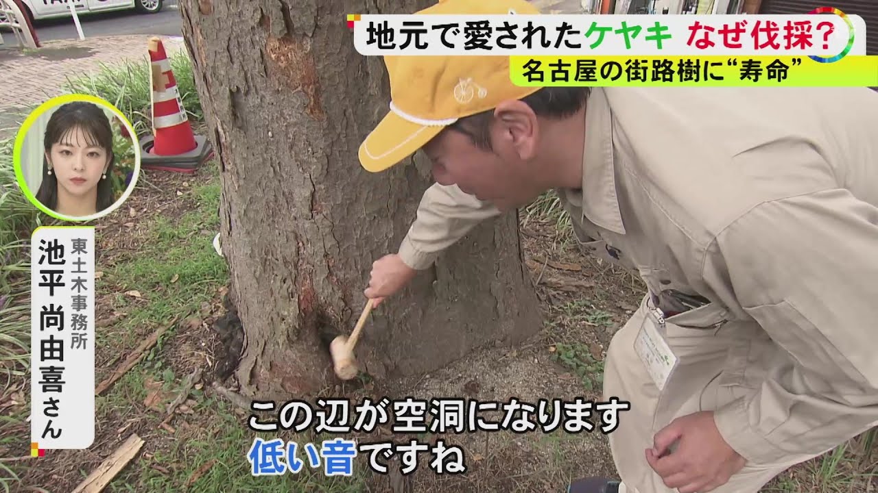 3年前には栄で倒木が車を直撃&hellip;名古屋で樹齢約70年とみられるケヤキ2本を伐採へ &ldquo;キノコ&rdquo;で倒れるリスク高まる