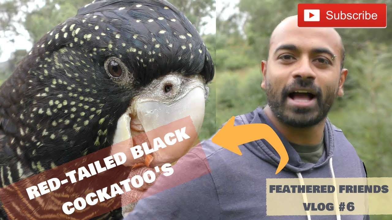Red-tailed Black Cockatoo's - Free Flight Bird training, Breeding, and their management.