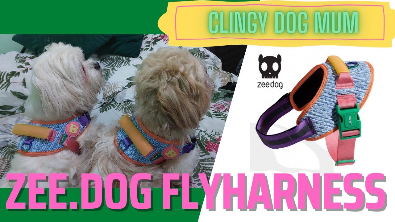 ZeeDog FlyHarness | The Social Dog Club Event in Makati City