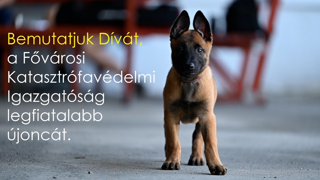 TÖRTÉNETEK A TŰZOLTÓSZERTÁRBÓL VII. | Repül az idő a mentőkutyás szolgálatnál