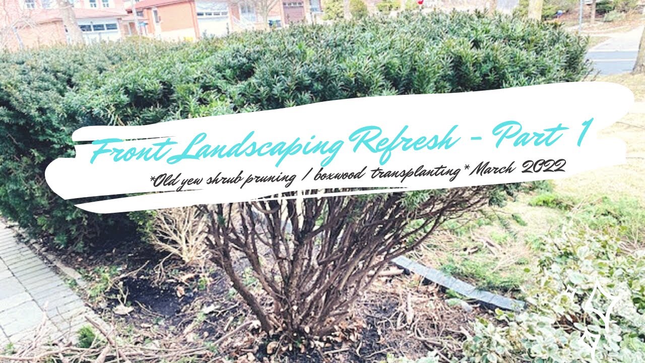 Front landscape refresh - Part 1 // Re-shaping a very old yew shrub and transplanting an old boxwood