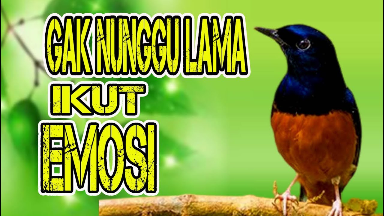 gak nunggu lama!!! murai batu macet bunyi ikut terpancing emosi langsung nyaut jadi gacor