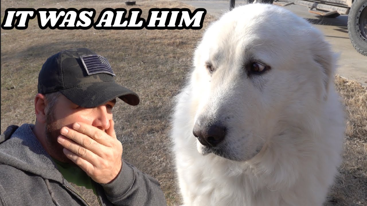 IT WAS ALL GUARD DOG MOJO AND HE KNOWS IT!