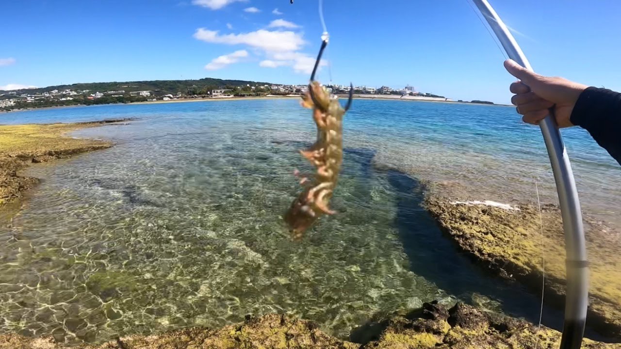 野生のシャコで釣りした結果・・