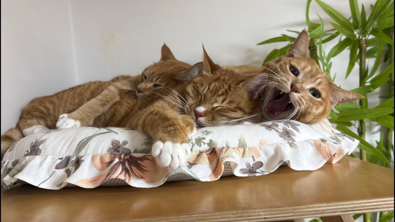 월요일을 무사히 보낸 그대,12묘와 함께 편히 쉬세요To you who made it through Monday safely,rest relaxing with your 12cats