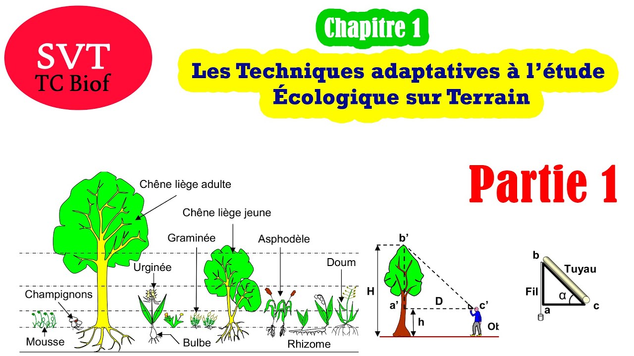 Les Techniques adaptatives à l’étude Écologique sur Terrain | Partie 1 | SVT TC Biof