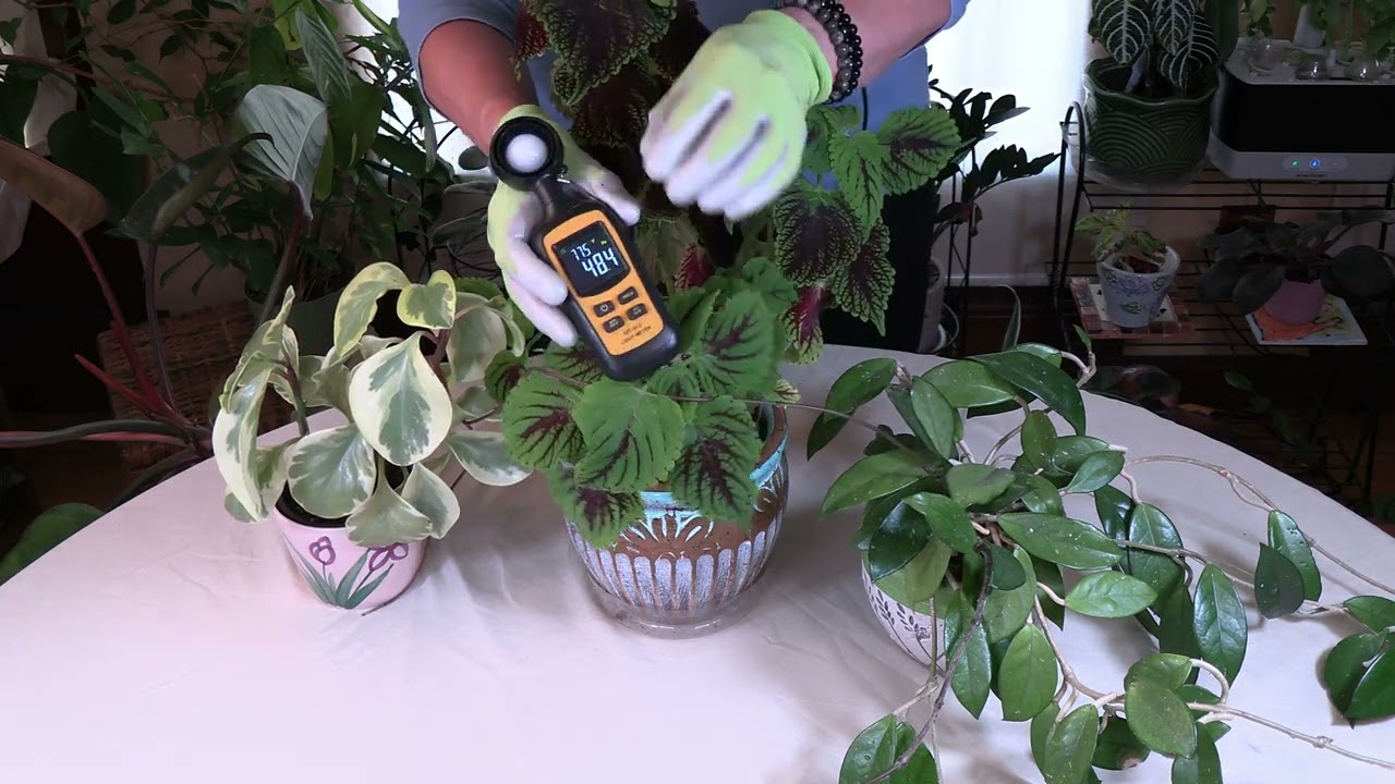 How to Use a Light Meter for Houseplants (+Plant Light List)