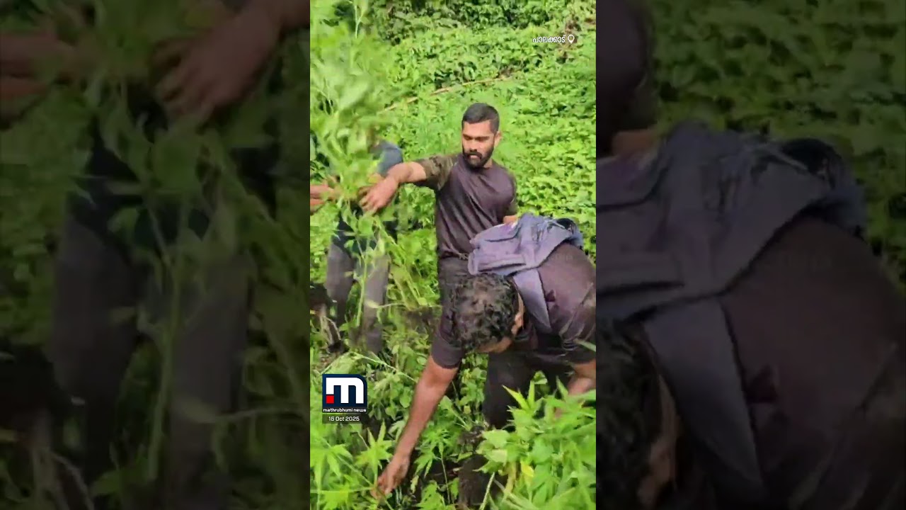 60 സെന്റിൽ പതിനായിരത്തിലേറെ ക&zwj;ഞ്ചാവ് ചെടികൾ, കണ്ടെത്തി കൂട്ടിയിട്ട് കത്തിച്ച് നശിപ്പിച്ചു | Cannabis