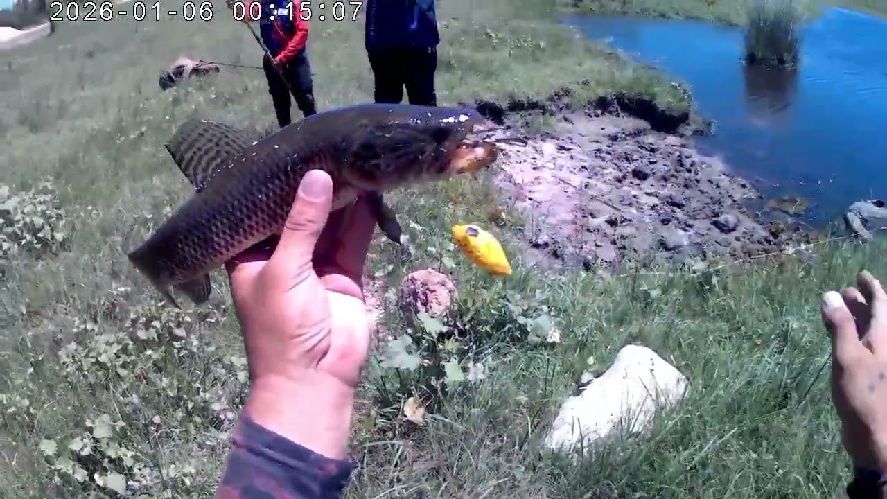 Taruchas en laguna